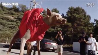 全球牛人视频大全