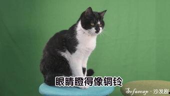 猫说课视频,揭秘猫咪课堂的趣味与智慧