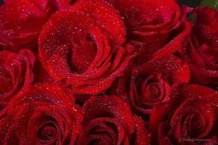 情人节玫瑰花视频,浪漫视频记录甜蜜瞬间